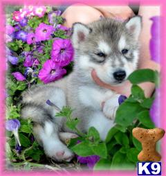 Siberian Husky Puppies Registered AKC